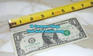 18 Common Things That Are 8 Inches Long