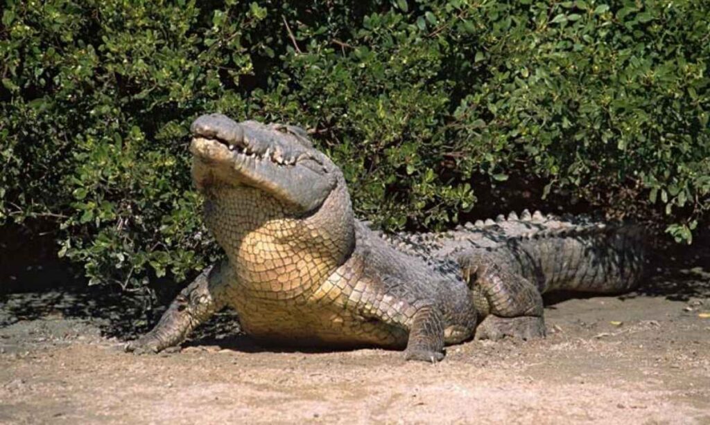 Adult Saltwater Crocodile (Record Size)