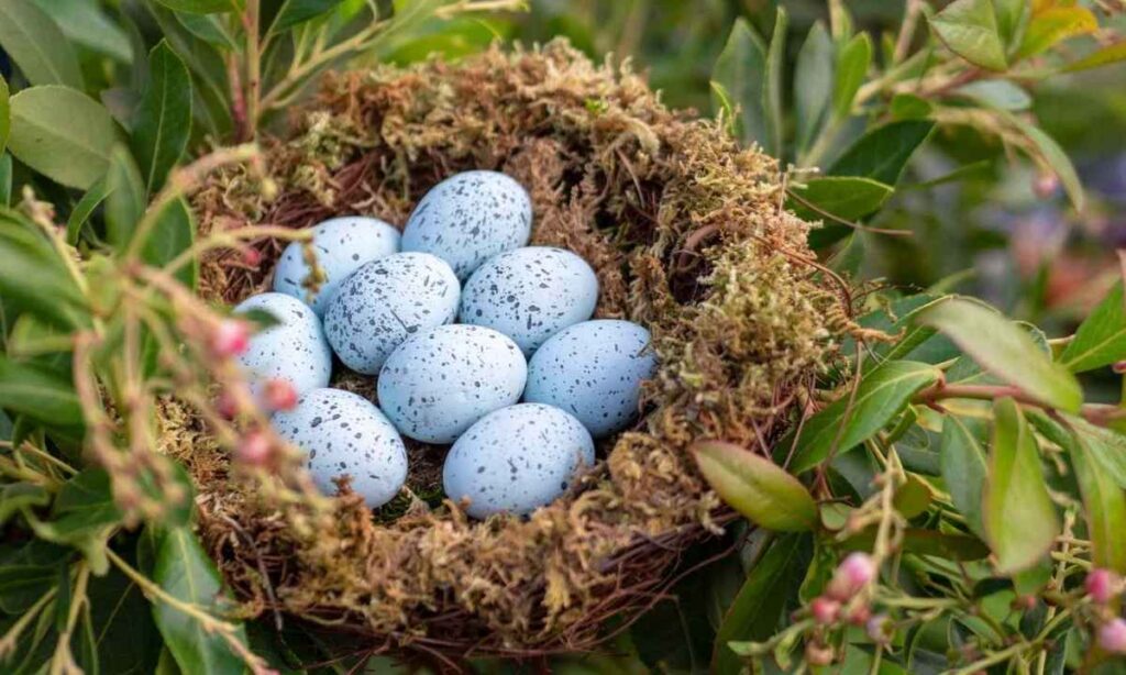 Blue Jay Egg (Length)