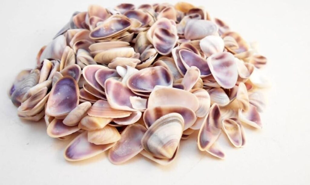  Coquina Seashell (Width)
