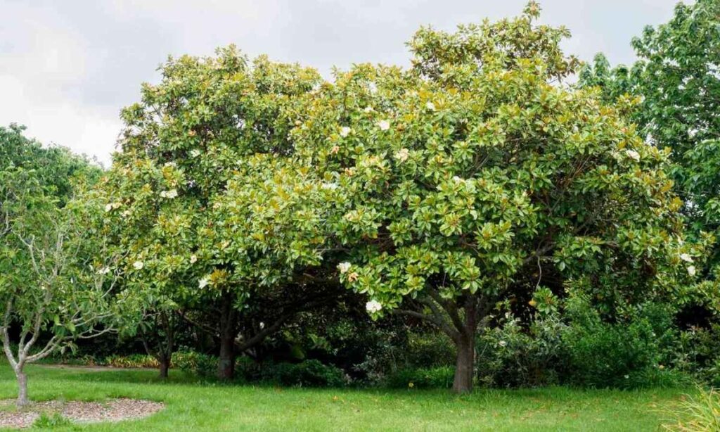 Mature Southern Magnolia Leaf Width