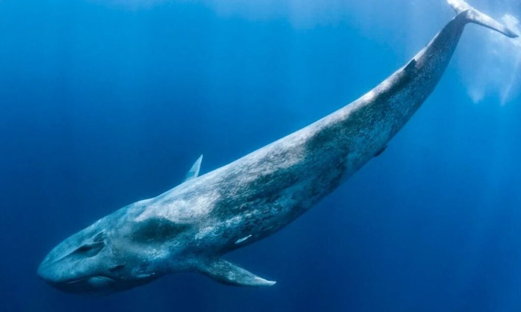 The Blue Whale