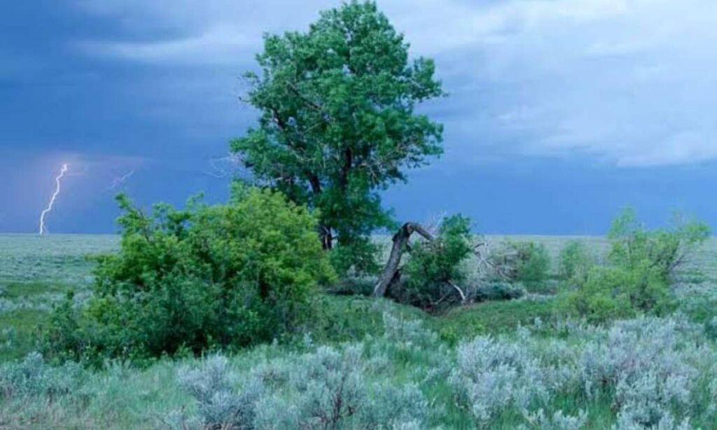 The Eastern Cottonwood Tree
